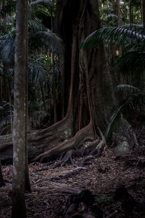 Darmowe zdjęcie z galerii z ciemny, drewno, drzewa