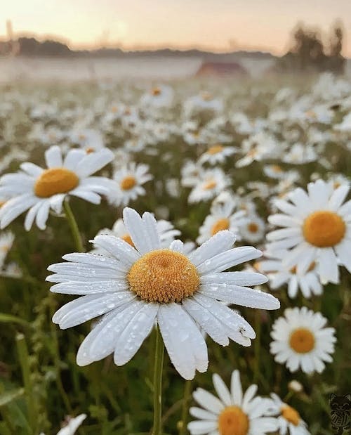 Free stock photo of beautiful, beautiful background, beautiful flowers
