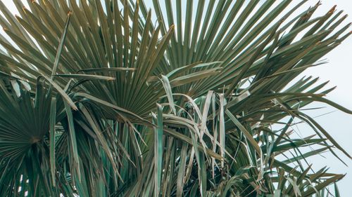 Free Detailed close-up of tropical palm leaves showcasing lush green textures. Stock Photo