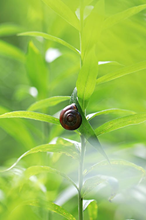A Snail on a Leaf 