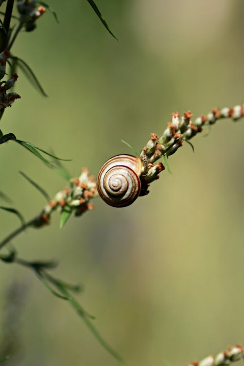 Brown Snail on Green Plant