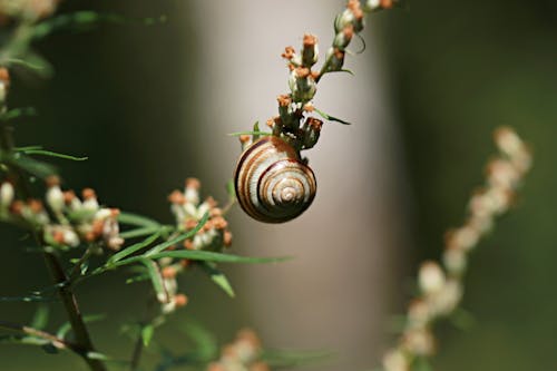 A Brown and White Snail Hanging on Green Plant