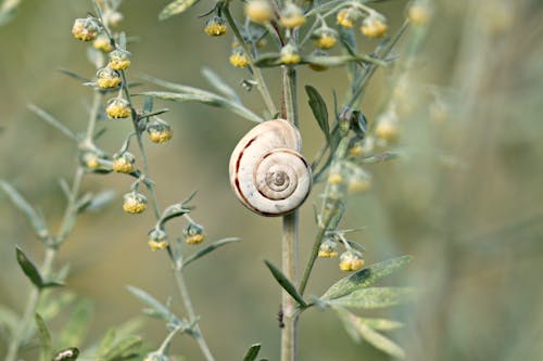 Immagine gratuita di animale, avvicinamento, boccioli di fiori