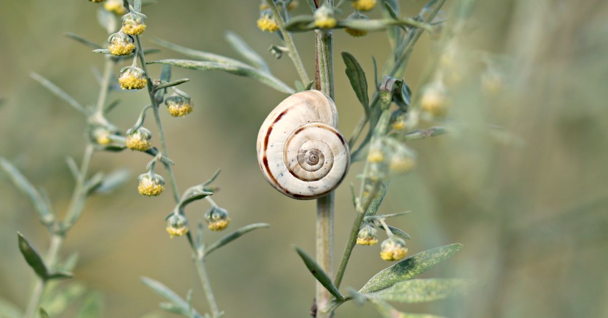 Escargot œuf : Guide traitement jardin 2026