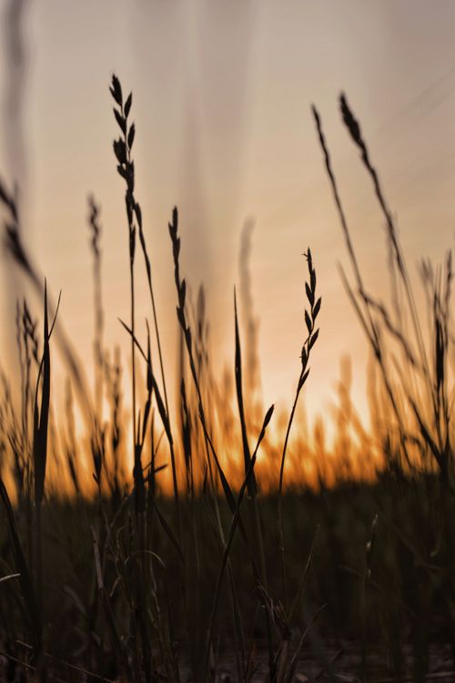 Free Silhouette of wild grasses against a vibrant sunset sky in Balıkesir, Turkey, capturing nature's serene beauty. Stock Photo
