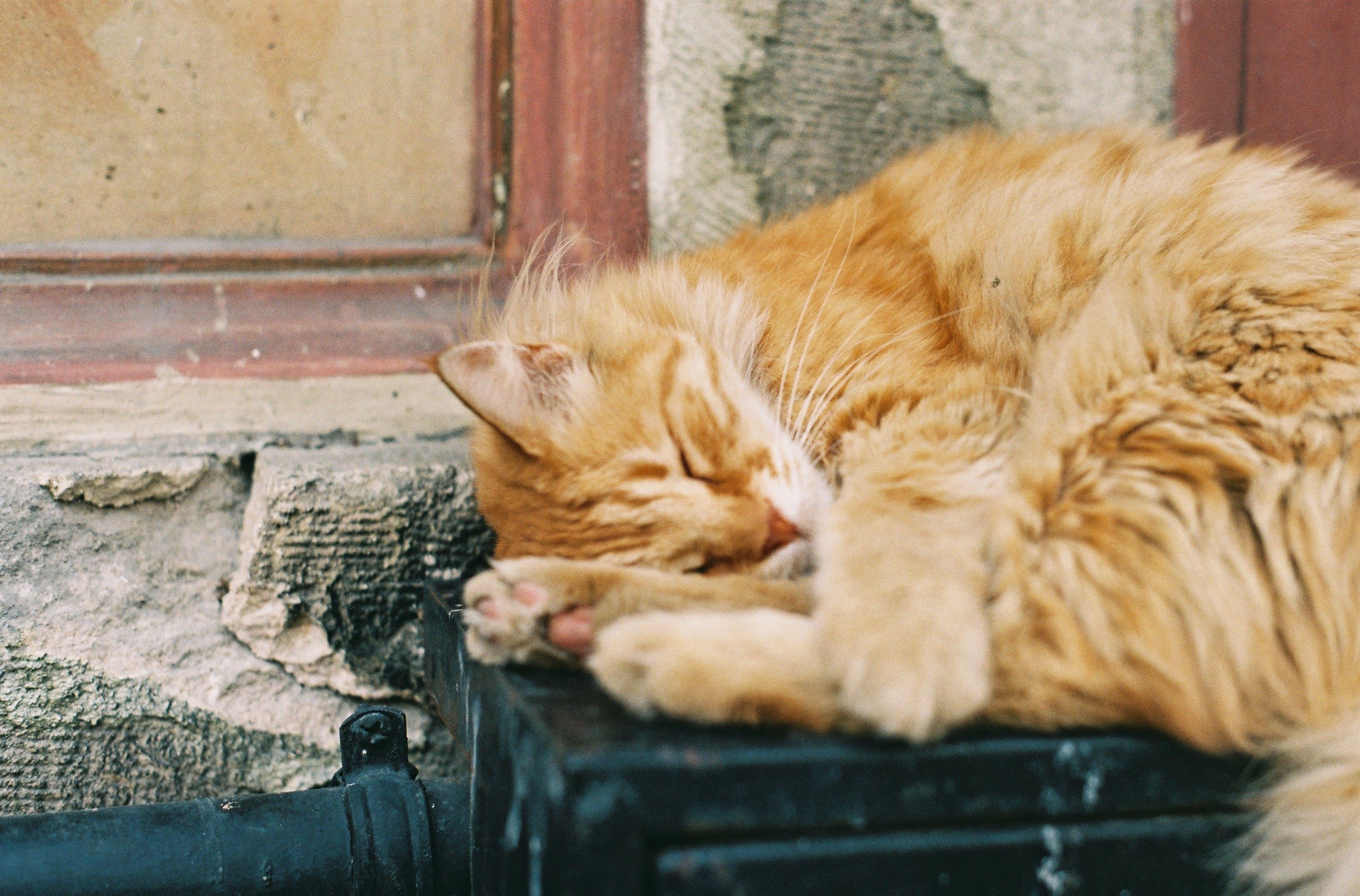 Close-Up Shot of a Sleeping Tabby Cat · Free Stock Photo