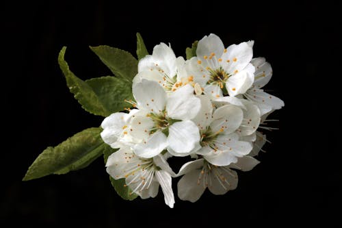 бесплатная Белые цветы с лепестками Стоковое фото