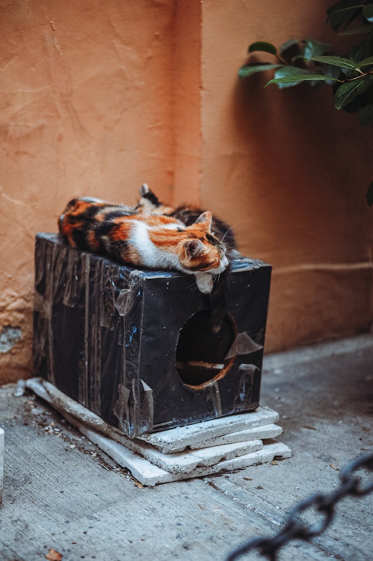 Cat Lying On Kennel Outdoors