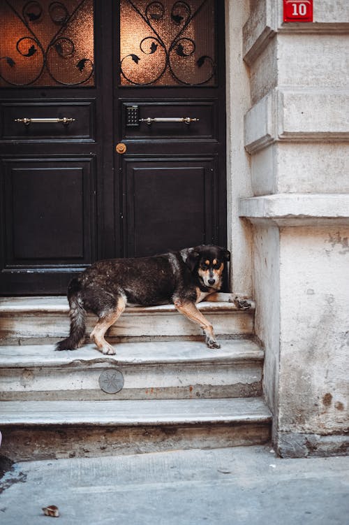 Dog Door Under Stairs Photos Download The BEST Free Dog Door Under Stairs Stock Photos HD Images