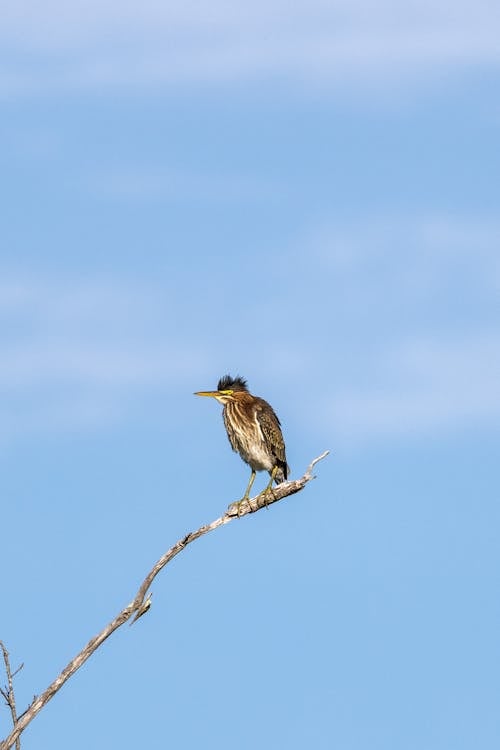 Foto profissional grátis de animal, ave, aviário