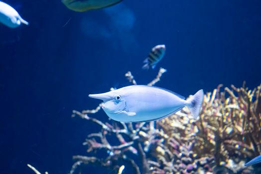 Unicorn fish