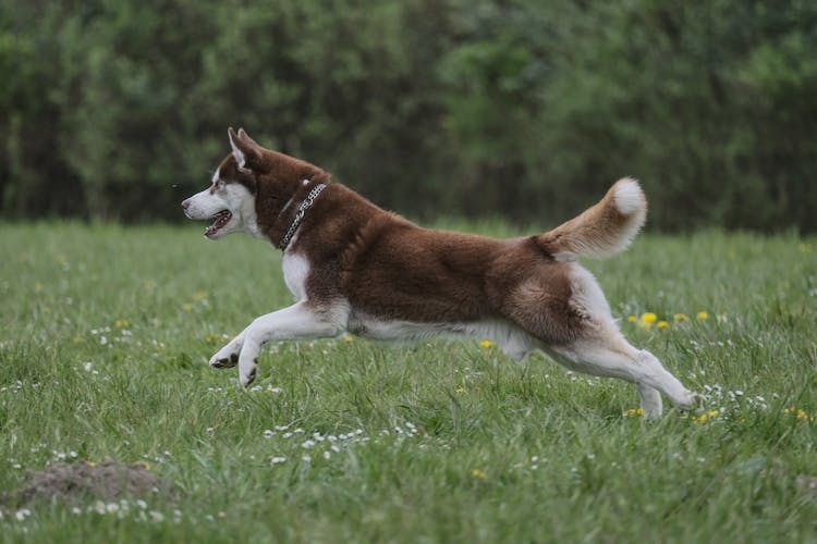 A Siberian Husky Running 