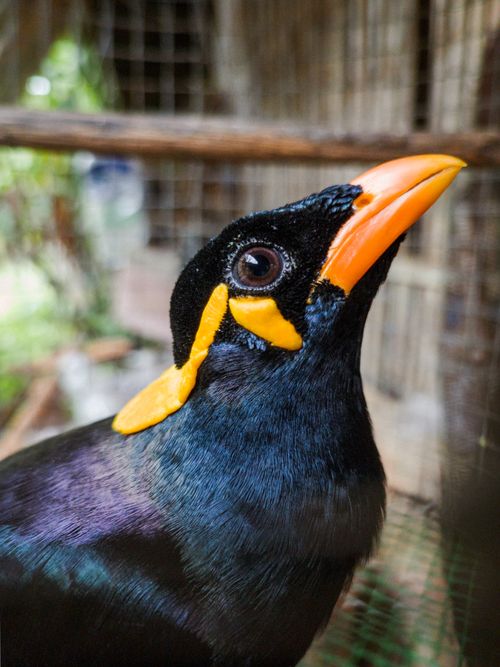 Free A detailed close-up of a vibrant mynah bird inside a cage, showcasing its colorful beak and feathers. Stock Photo