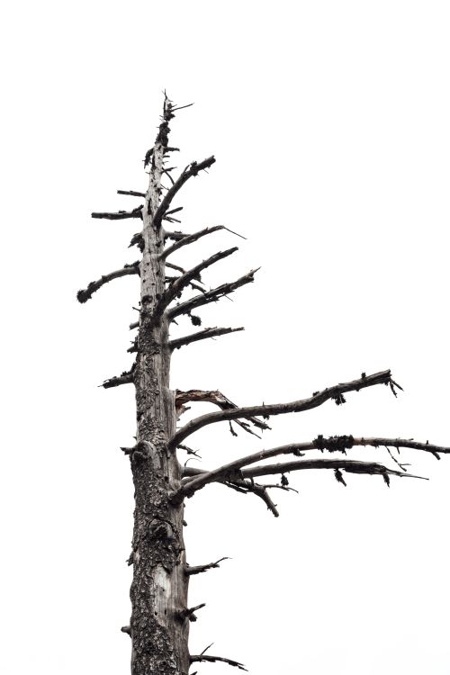 Leave Less Tree A Leafless Tree · Free Stock Photo