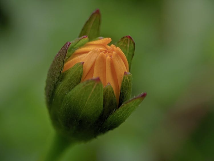 Close-up Photo Of A Flower Bud