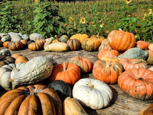 Pumpkins on Wooden Surface