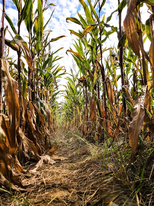 Low Angle Shot of a Footpath in a Corn Agricultural Field