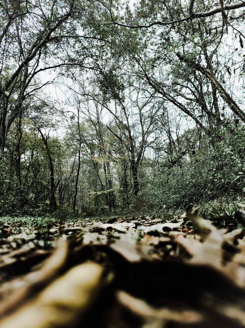 Free Explore the serene beauty of an autumn forest with fallen leaves and tall trees. Stock Photo