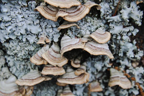 Gratis stockfoto met detailopname, fungus, korstmos