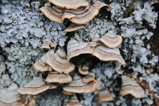 Detailed image of turkey tail mushrooms growing on lichen-covered tree bark in a natural setting.