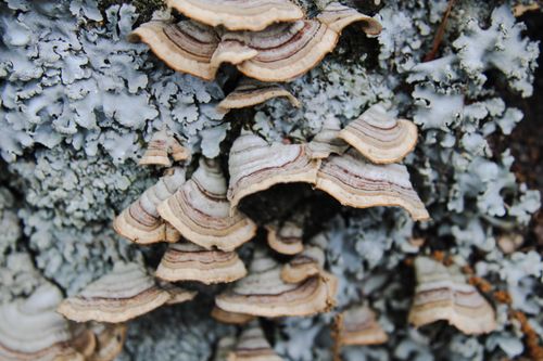 Free Detailed image of turkey tail mushrooms growing on lichen-covered tree bark in a natural setting. Stock Photo