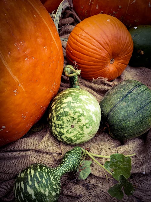 Pumpkins in Close-up Photography
