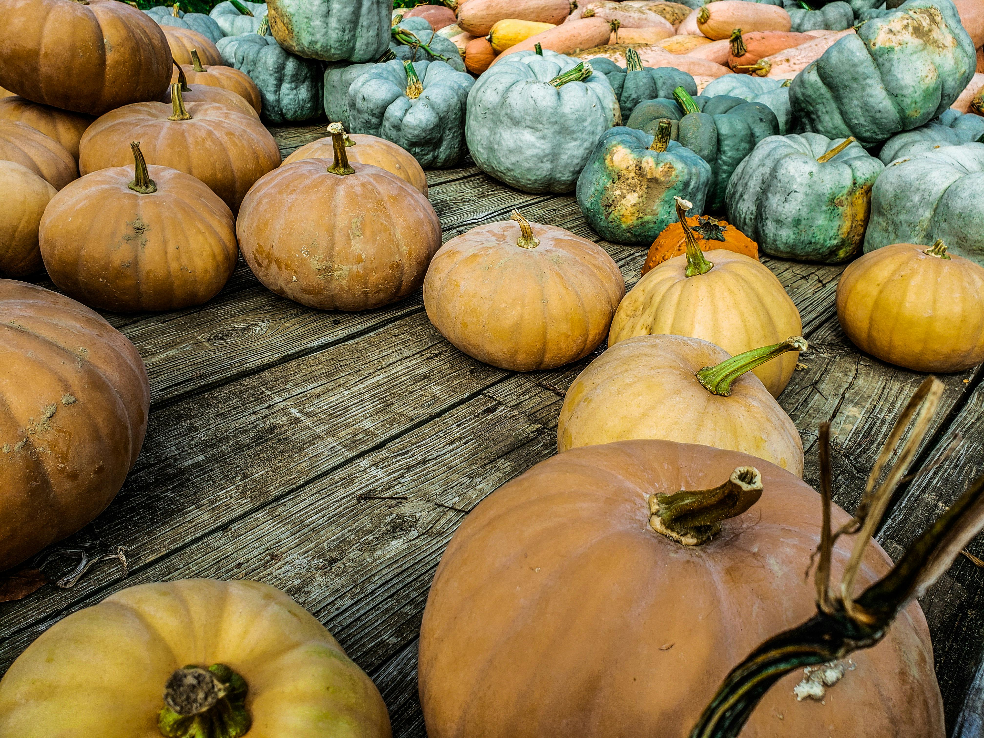 Green Pumpkins Photos, Download The BEST Free Green Pumpkins Stock ...