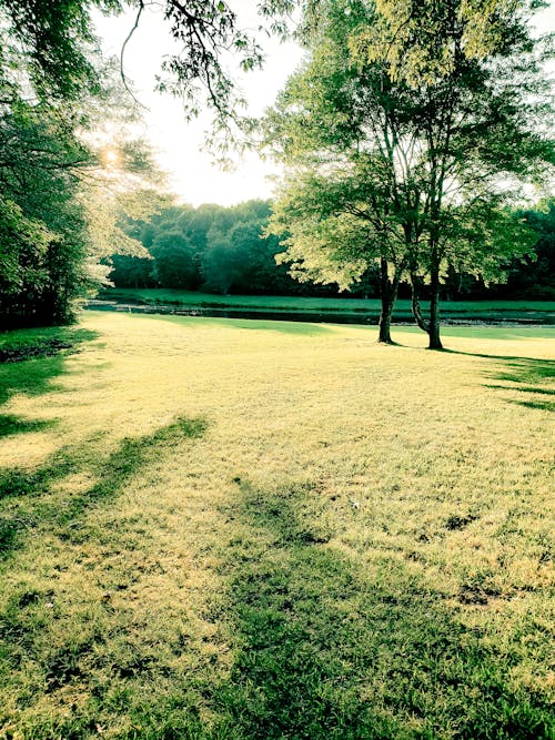 Gratis stockfoto met bomen, grasveld, natuur