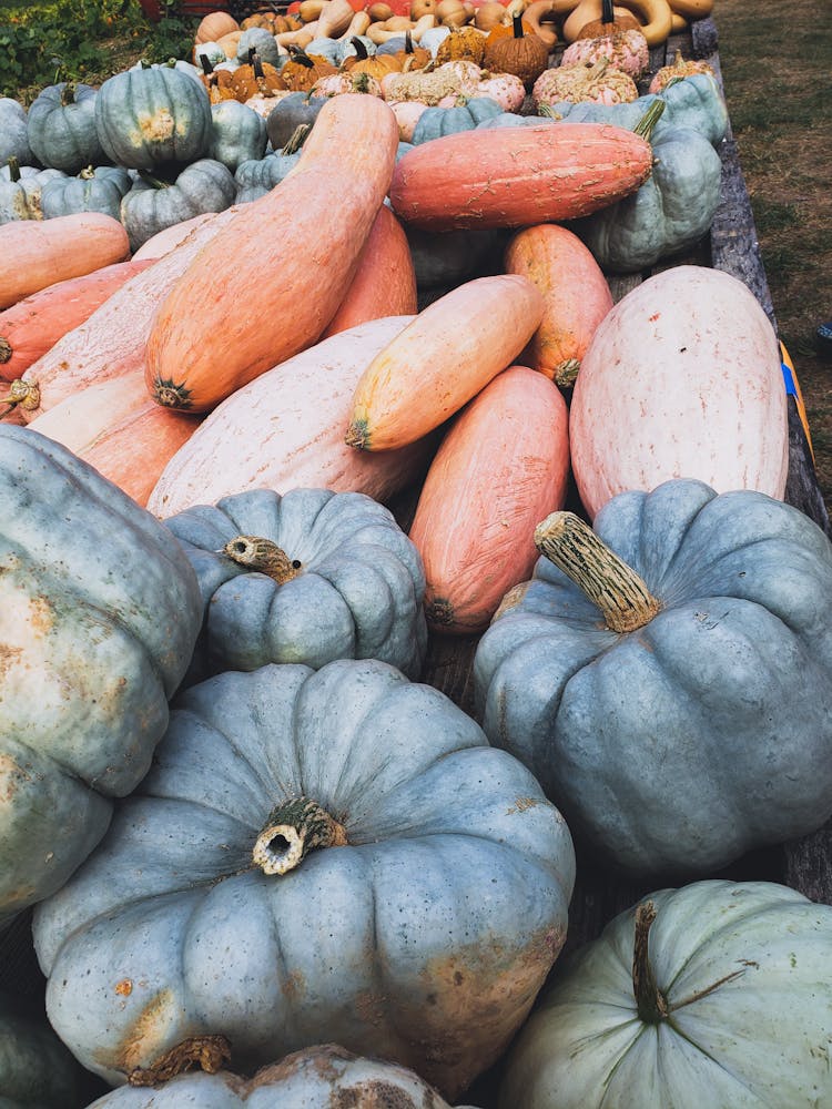 Autumn Vegetables On Farm