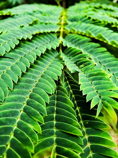 Free Detailed view of lush green fern leaves showcasing natural patterns and textures. Stock Photo