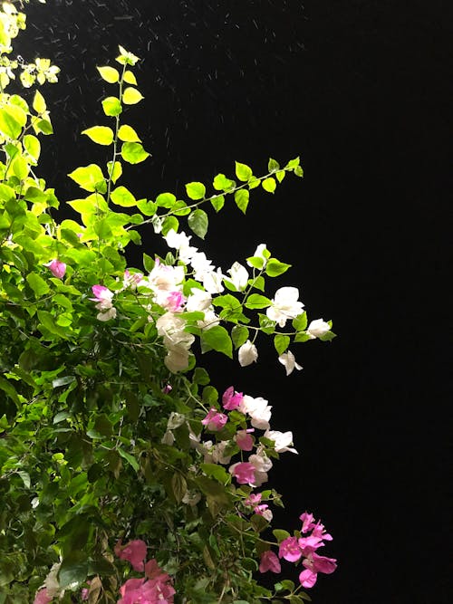 Flowers on a Shrub