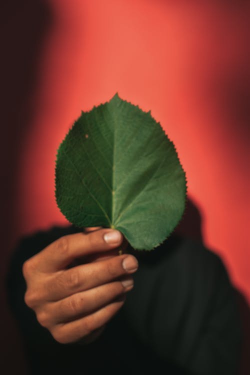 Unrecognizable Person Holding a Green Leaf 