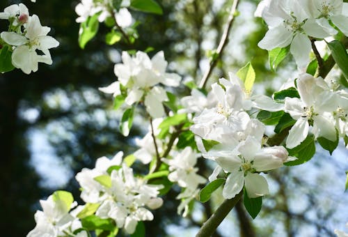 Free stock photo of apple blossom