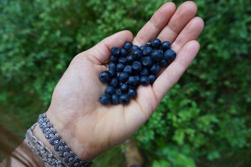 Free stock photo of blueberries, hand, wild blueberries