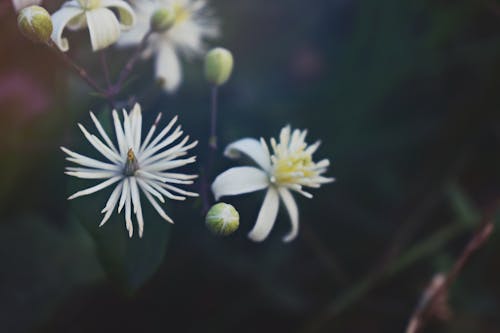 무료 흰색 꽃잎 꽃의 근접 사진 스톡 사진
