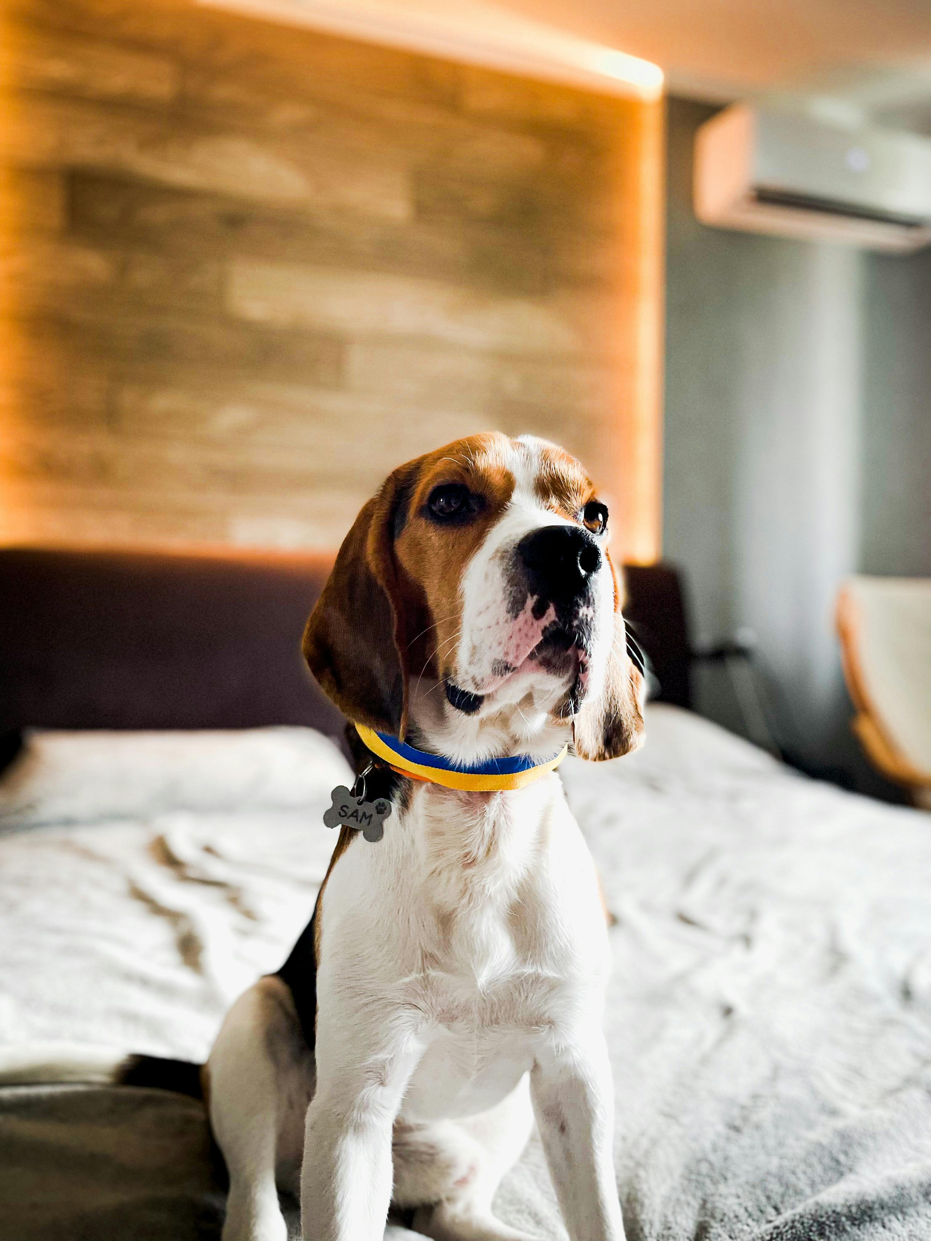 Beagle wearing collar sitting on a bed with warm indoor lighting