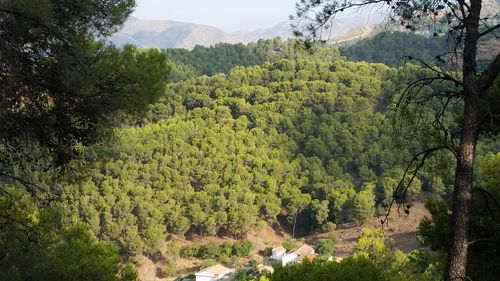 Free stock photo of green, nature, trees Stock Photo