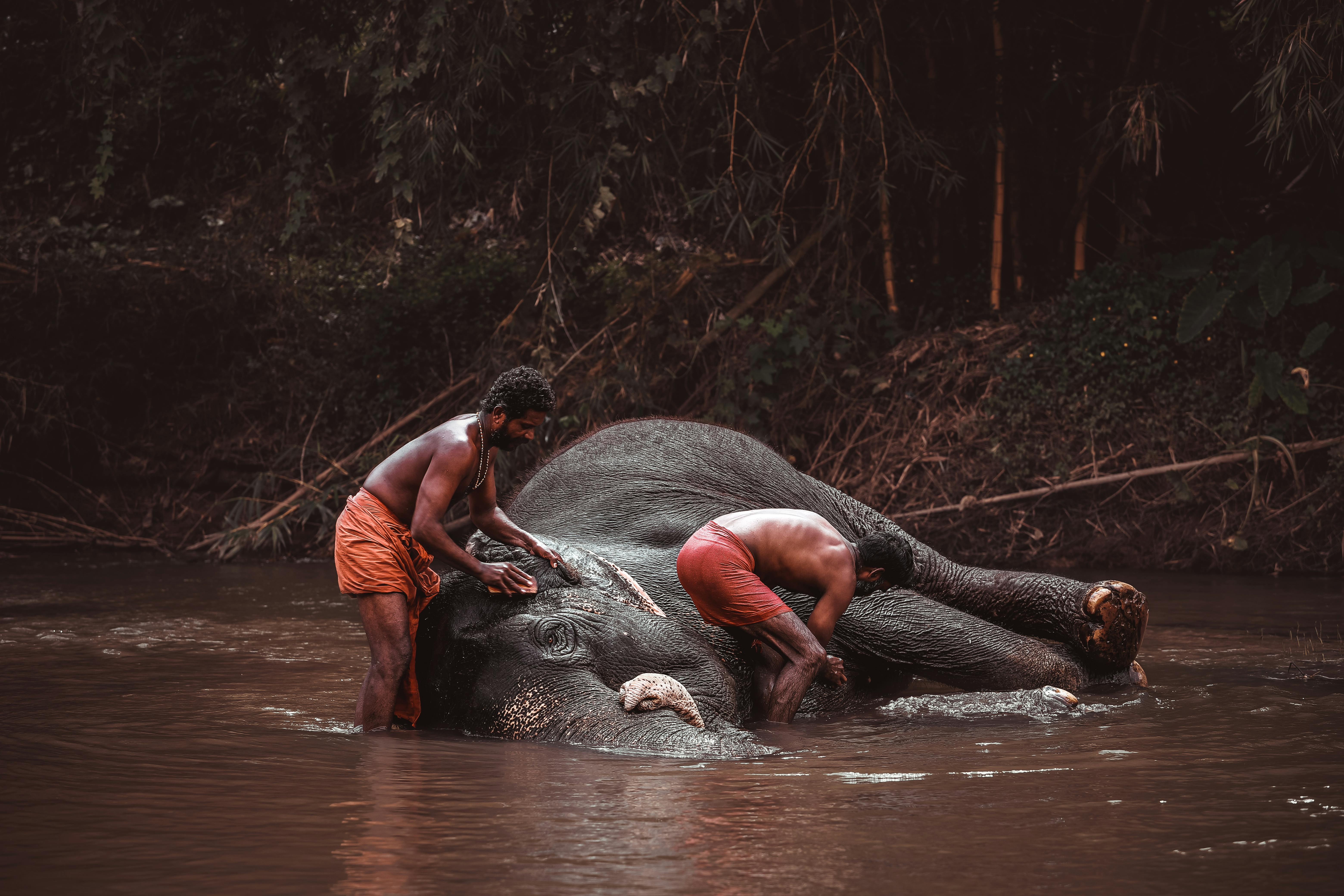 Kerala's Elephant Encounters: Navigating Human-Wildlife Conflict in Thiruvananthapuram and Beyond