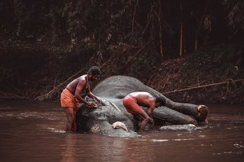 Kostenloses Stock Foto zu asiatischer elefant, fluss, indische kultur