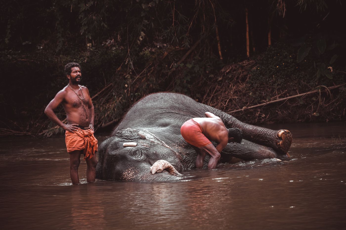 Kodanad Elephant Centre