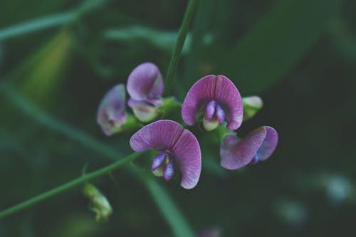 Tilt Shift Photography Of Purple Moth Orchid