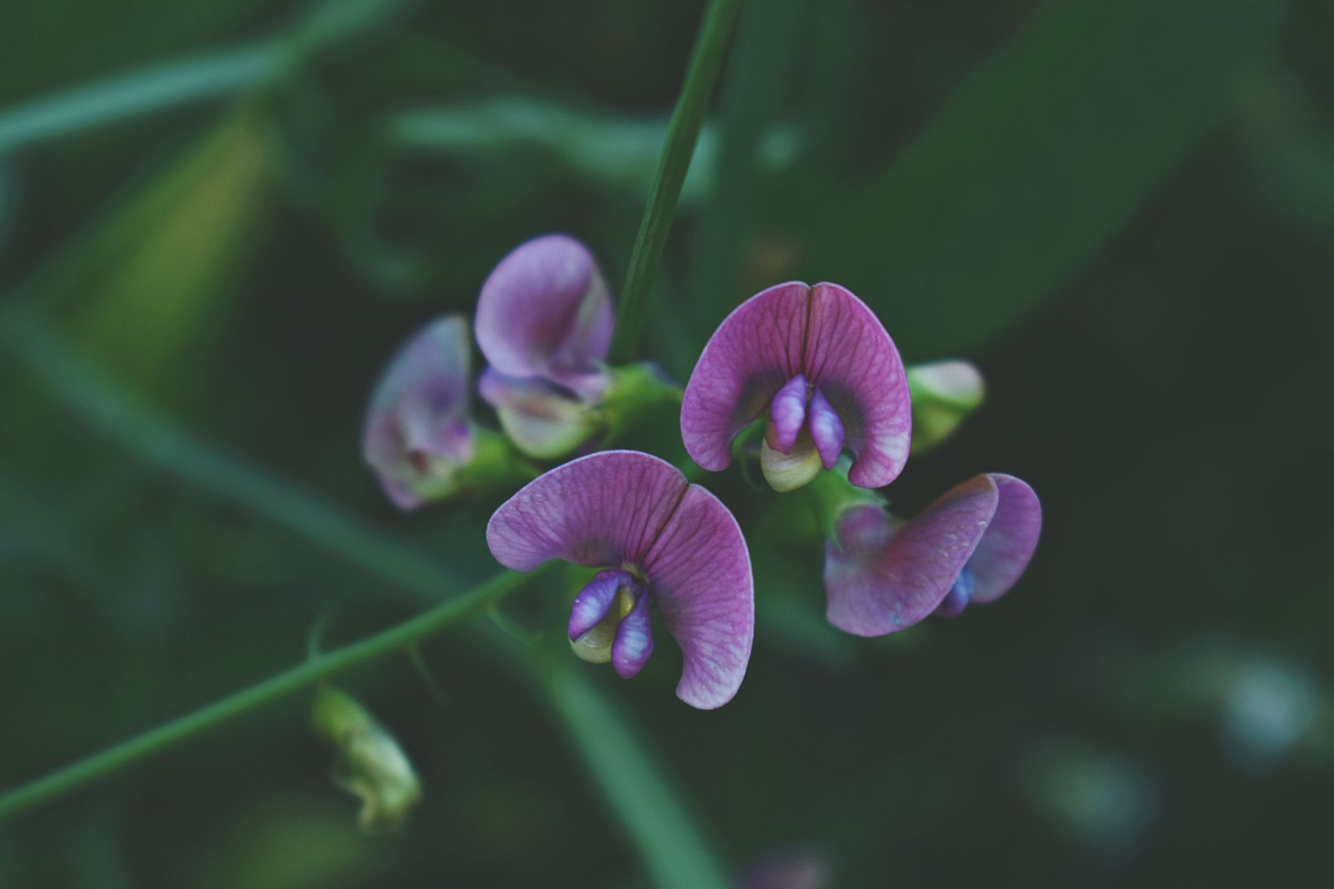 A detailed close-up of beautiful purple sweet pea flowers blooming in a garden.