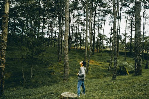 Бесплатное стоковое фото с деревья, лес, мужчина