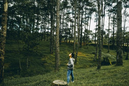 Free Young man gazing upward amid tall trees in a serene forest setting. Stock Photo