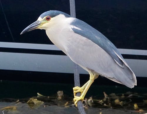 Free Adult Brown-Crested Heron Stock Photo