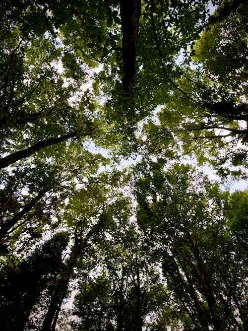 Foto stok gratis alam, bidikan sudut sempit, hutan