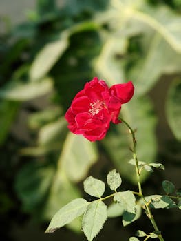Close-up of a vibrant red rose in a sunlit garden, showcasing delicate petals with a blurred background.