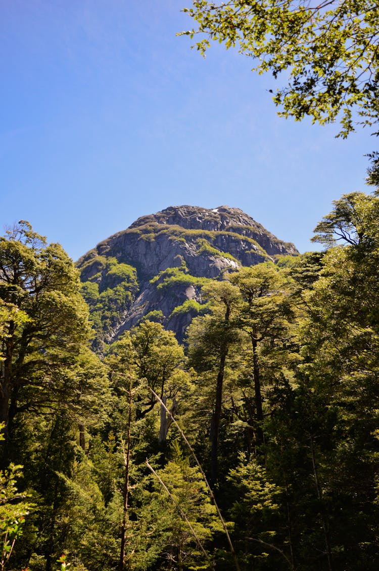 Clear Blue Sky Over Trees And Mountain