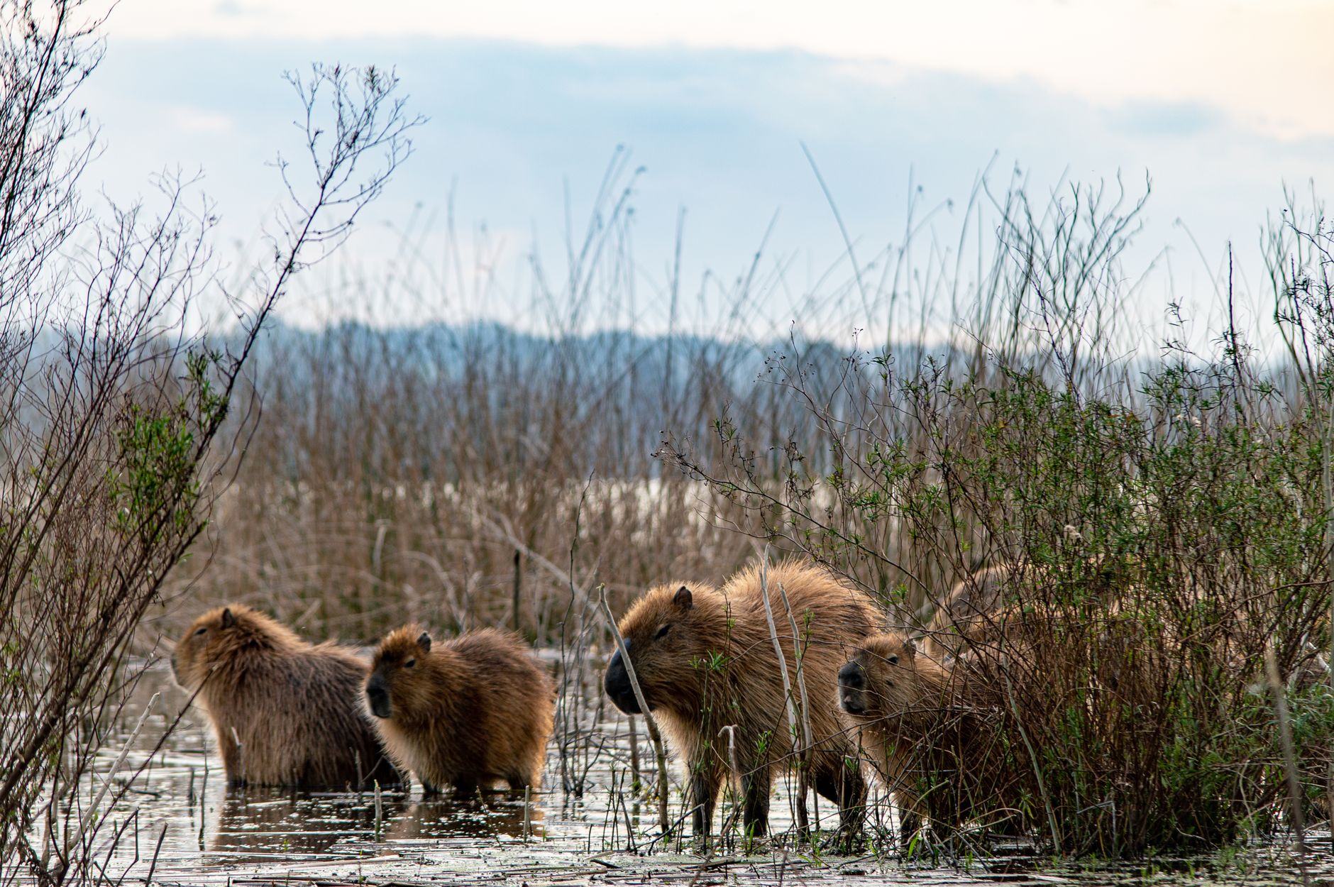 Wildlife Spotting in Iberá Wetlands