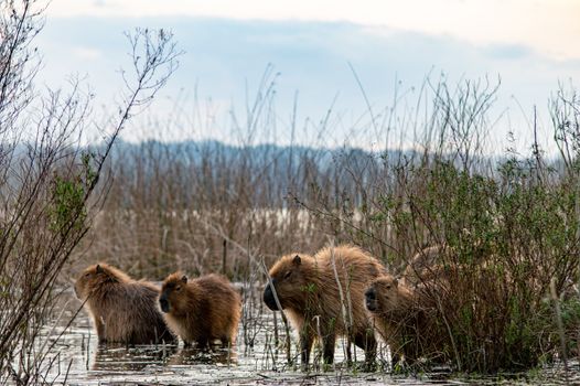 A group of capybaras navigating a wetland area in Mar del Plata, Argentina.